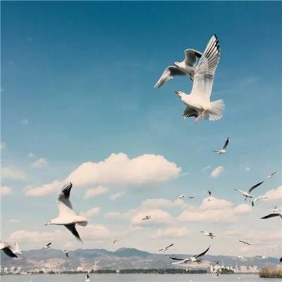 alfa的航海大时代九游版本下载